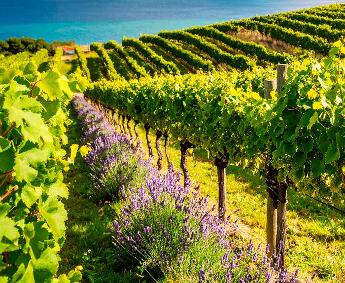 lavendel mark